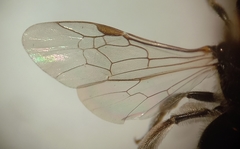 Lasioglossum pallens