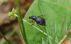 Otiorhynchus coecus