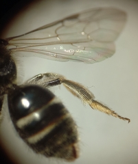 Lasioglossum pallens