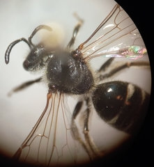 Lasioglossum pallens