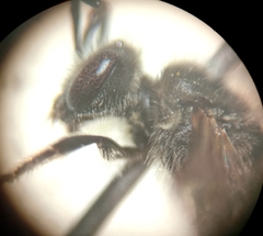 Lasioglossum pallens