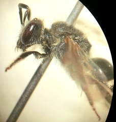 Lasioglossum pallens