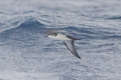 Puffinus lherminieri