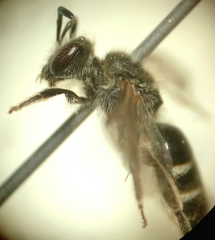 Lasioglossum pallens