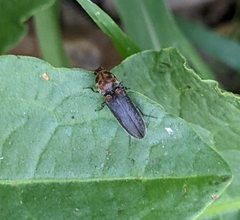 Limonius auripilis