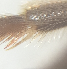 Lasioglossum pallens