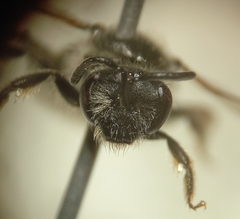 Lasioglossum pallens