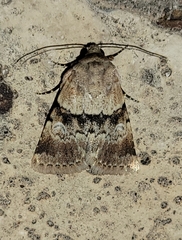 Properigea continens