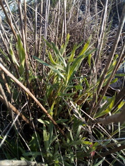 Artemisia dracunculus glauca