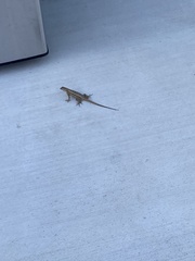 Sceloporus occidentalis