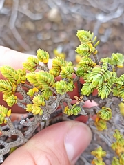 Pimelea microphylla