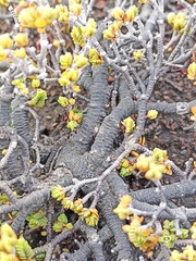Pimelea microphylla