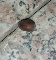 Maladera insanabilis