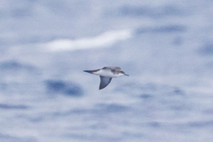 Puffinus lherminieri