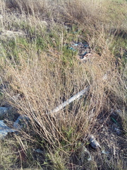 Artemisia dracunculus glauca