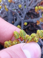 Pimelea microphylla