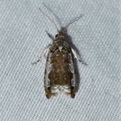 Proteoteras naracana