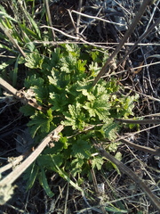 Leonurus quinquelobatus