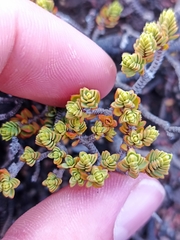 Pimelea microphylla