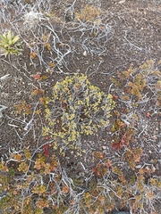 Pimelea microphylla