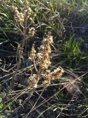 Leonurus quinquelobatus