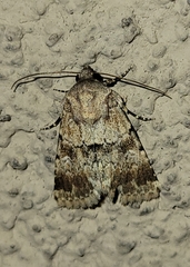 Properigea continens