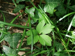 Anemonoides × pittonii