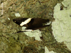 Colobura dirce