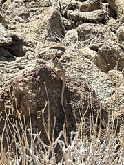 Crotaphytus vestigium