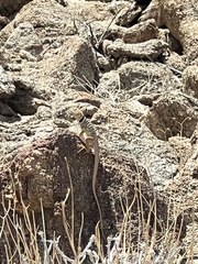 Crotaphytus vestigium