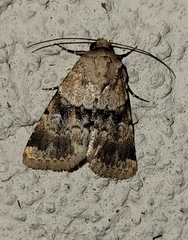 Properigea continens