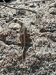 Crotaphytus vestigium