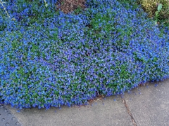 Lithodora