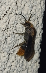 Sphaeropthalma marpesia