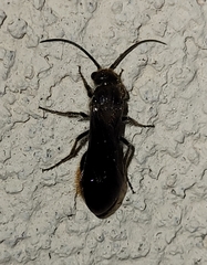 Sphaeropthalma marpesia
