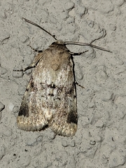 Properigea continens