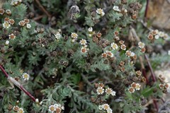 Gnaphalium declinatum