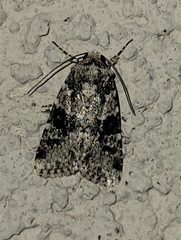 Lacinipolia marinitincta