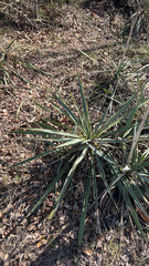 Yucca pallida