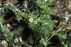 Gnaphalium declinatum