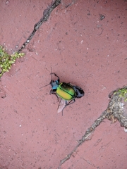 Calosoma sycophanta