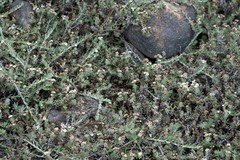 Gnaphalium declinatum