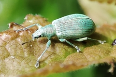 Polydrusus planifrons