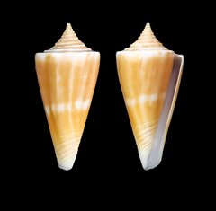 Conus capreolus