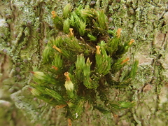 Orthotrichum stramineum