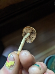 Kuehneromyces marginellus