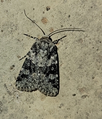 Lacinipolia marinitincta