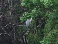 Ardea cinerea cinerea