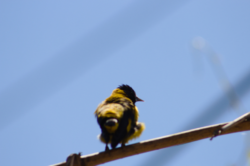 Black-headed Siskin (Spinus notatus), photo 5