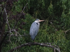 Ardea cinerea cinerea